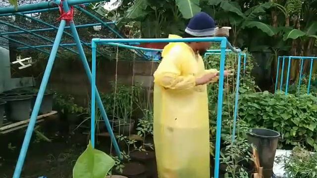 Staking Tomatoes I Cherry and F1 Hybrid Variety I Organic Gardening смотреть онлайн