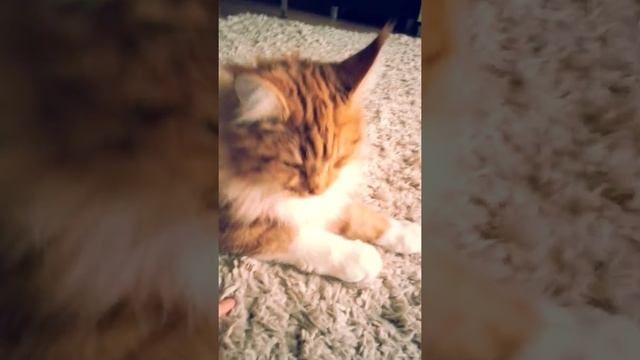 Мой кот Марс не хочет играть смотреть онлайн