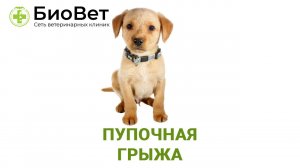 Пупочная грыжа у кошек и собак