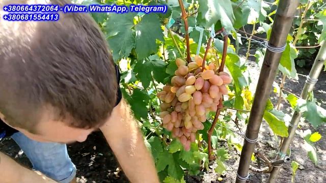 Віктор 2022 смотреть онлайн