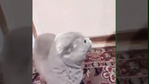 Кот ругается на хозяина
