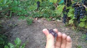 виноград райский