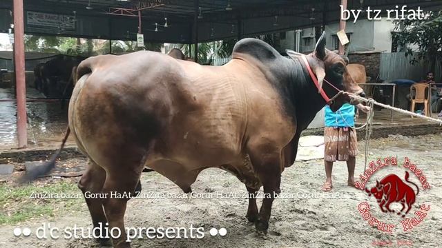 শাহেন শাহ (Sahen Sah) Huge Bull with 900 kg Live Weight | Exclusive GME Ranch 2020 Collection | ZbG
