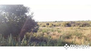 охота с ястребом