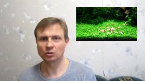 ЛУЧШИЙ КОРМ ДЛЯ КРЕВЕТОК КРАСНЫХ КРИСТАЛЛОВ И КРИСТАЛЛОВ PRL. АКВАРИУМ. АКВАРИУМИСТИКА.