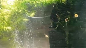 КАРП КОИ В АКВАРИУМЕ 12 день 29.05.2020