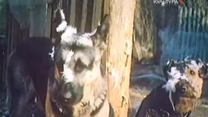 1980, Жизнь и приключения четырёх друзей, художественный фильм,  1 я серия из 4 х,