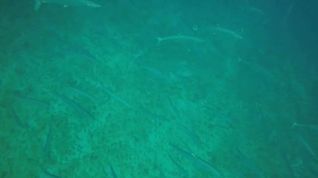 Area 29 ~ Lemons, Turtles, Kings смотреть онлайн