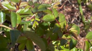 Розы и возвратные  заморозки. Как помочь розе? Как с этим справиться?