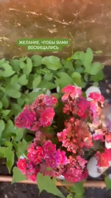 Венера во льве♌️ #транзитыпланет #венера #онлайн #планеты #астрология #таро #tarot #astrology