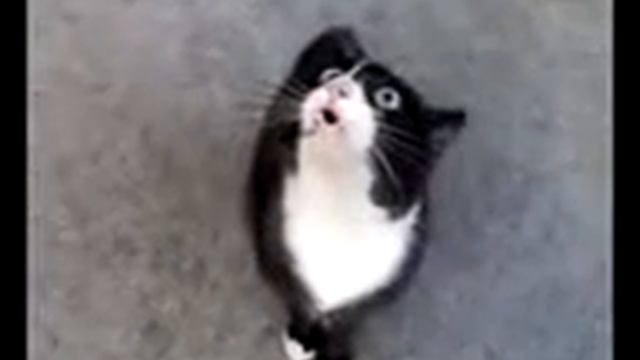 Кот ябеда смотреть онлайн