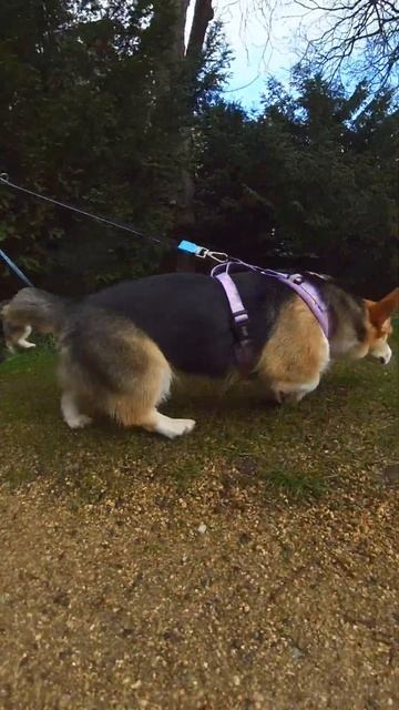 Can you call this Spring? #corgi #dogsofyoutube #sisters #nature #springtime #germany #insta360