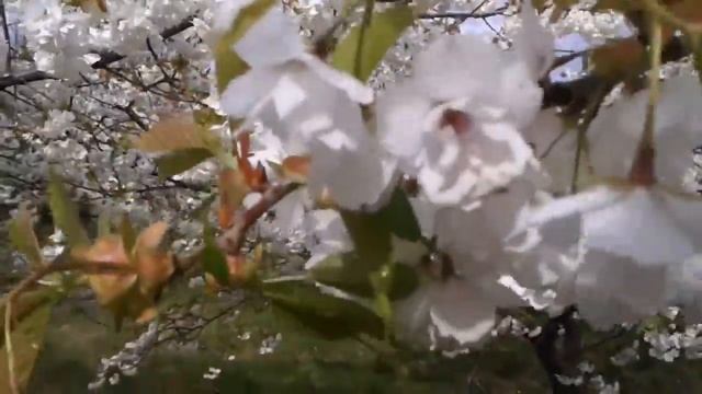 ♌ЛЕВ Гороскоп на Май 2020 смотреть онлайн