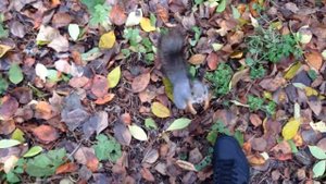 Невероятный прыжок безумной белки