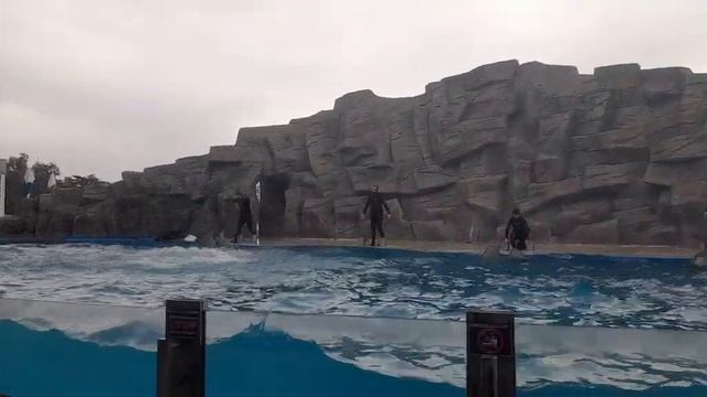 Самая милая в мире дресеровка дельфинов и способности этих млекопетающих смотреть онлайн