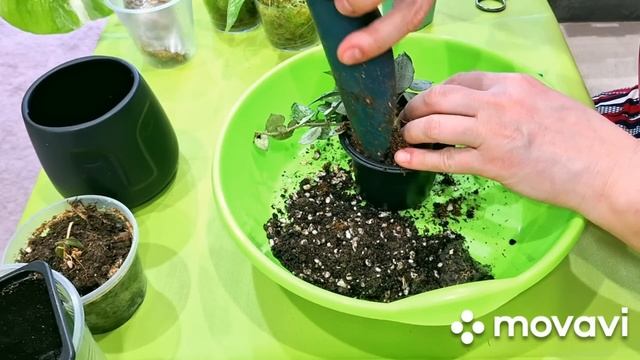 КОМНАТНЫЕ РАСТЕНИЯ(ЦВЕТЫ).ПОКУПКИ И ЦВЕТОЧНЫЕ ДЕЛА.КОНСКИЙ ПЕРЕГНОЙ ИЗ ФИКС ПРАЙС. смотреть онлайн