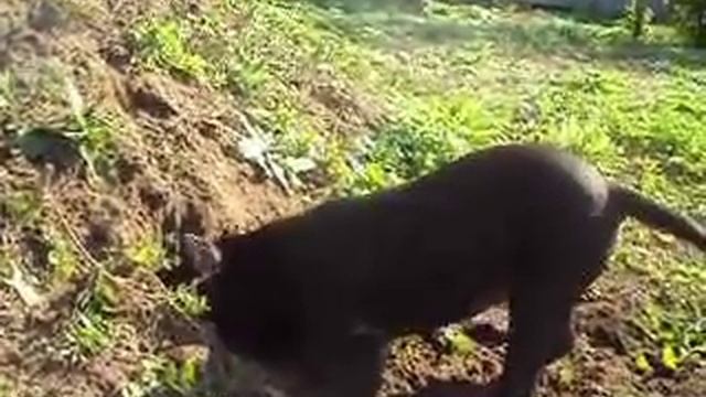 землеройка смотреть онлайн