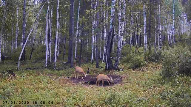 КОСУЛИ МОЛОДЕЖЬ смотреть онлайн