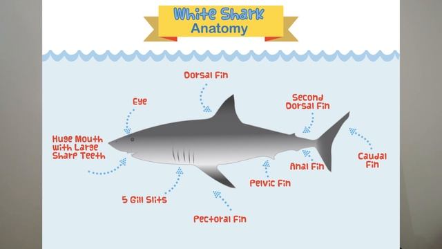 Learn About Sharks: Great white shark Anatomy and #STOPTHEFINTRADE! Plus an interactive quiz!