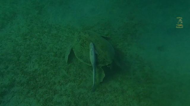 Mars Alam Malikia Resort Giugno 2023 parte 2 di 4 смотреть онлайн