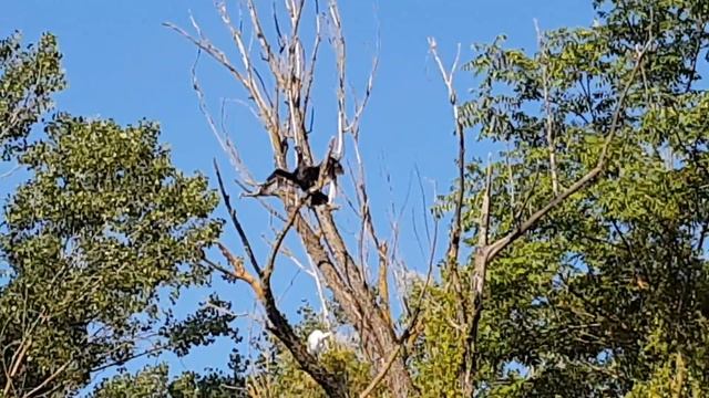 Чёрный неопознанный объект ! смотреть онлайн