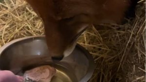 Лиса-Алиса. Утреннее угощение для лиса.