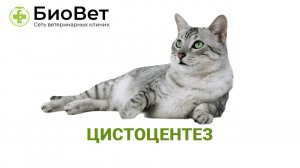Цистоцентез кошке или собаке