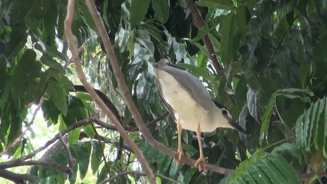 Black‑crowned Night Heron смотреть онлайн