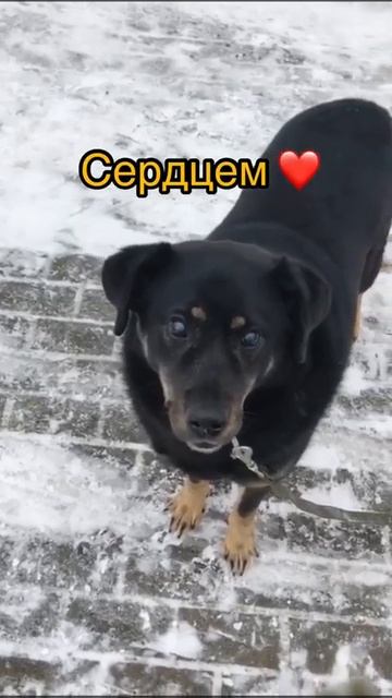 Symiko.ru  Собака Марс ищет дом. Отдаем бесплатно. Собака в дар в добрые руки.