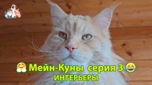 Мейн-кун кот и его интерьеры (серия 3) 😹🤗❣️