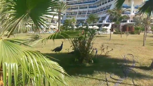 Sea Planet Resort смотреть онлайн