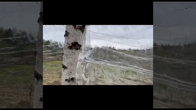 мистическая деревня 1 сезон. тизер 1 сезона/ мс феня и мс эндр / смотреть онлайн