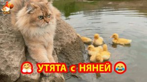 Кошка накупала Утят в луже у речки и отвела родителям ❣️🤗😂