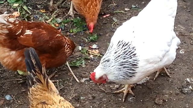 Куры в октябре смотреть онлайн