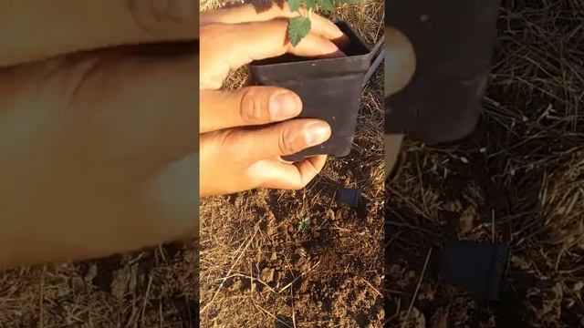 2019 Outdoor Grow part 2 Of 2 Transplanting Neptune Seed Bank Seeds By Breeder 42 смотреть онлайн