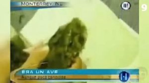 20 НЕИЗВЕСТНЫХ СУЩЕСТВ СНЯТЫХ НА КАМЕРУ