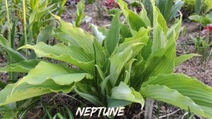 Хоста сорт Neptune... ранней весной...23.04.24...#hosta #хоста #сорта #neptune #коллекция