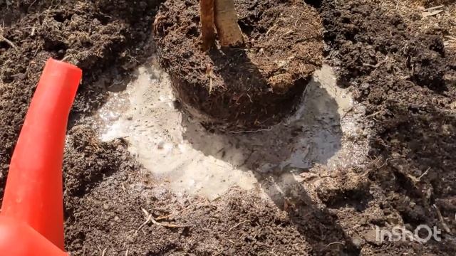 Обзор сада после заморозков/Посадка растений/Последствия заморозков смотреть онлайн