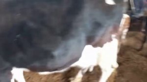 12 декабря. мол бозори Худжанд оча бача