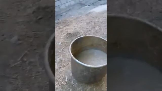 Советы по откорму быков