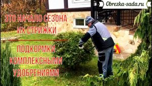 Профессиональная стрижка туй