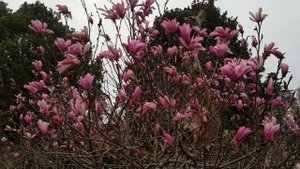 Ритуалы на лунное затмение и Вербное воскресение