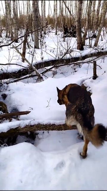 ТУНГУССКИЙ МЕТЕОРИТ / 30.03.2022 смотреть онлайн