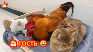 Петух между двумя Котами решил отдохнуть в дружной компании ❣️🤗😹