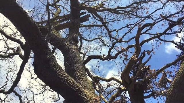 Lower Penn Walk смотреть онлайн