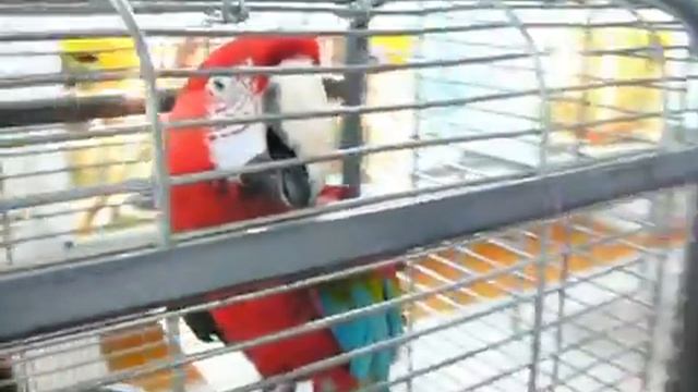 Планета обезьян в Южноуральске смотреть онлайн