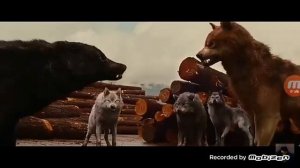 Клип про оборотней из сумерек😍посмотрите 😍😘