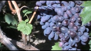 Виноград Бруно (Bruno Grapes)