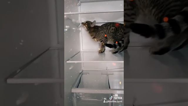 холодильник смотреть онлайн