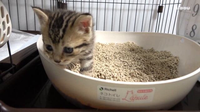 13日目 何日でトイレを覚えた？ トイレを覚えた子猫【瀬戸のここ日記】 смотреть онлайн